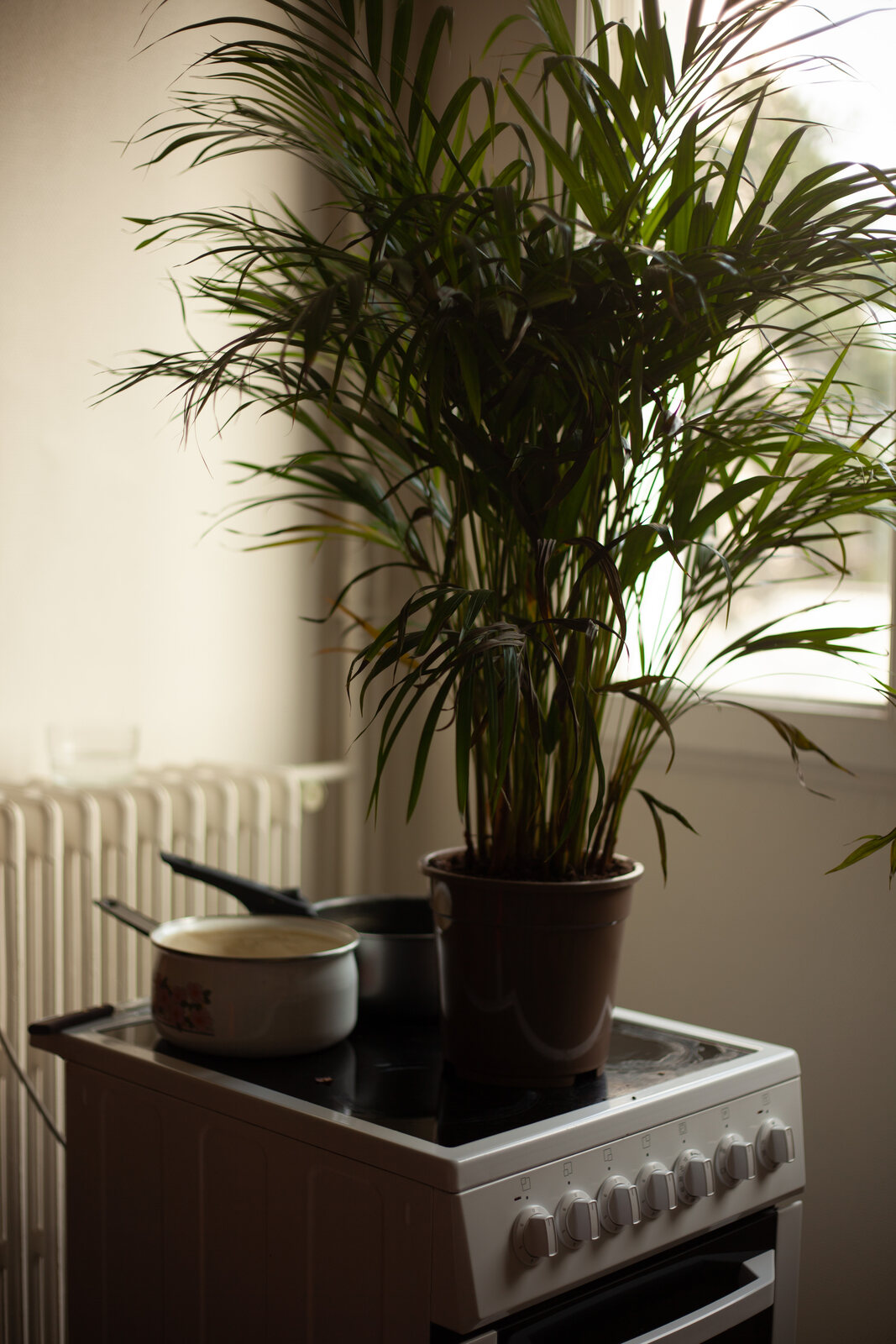 Plante sur gazinière, 2020